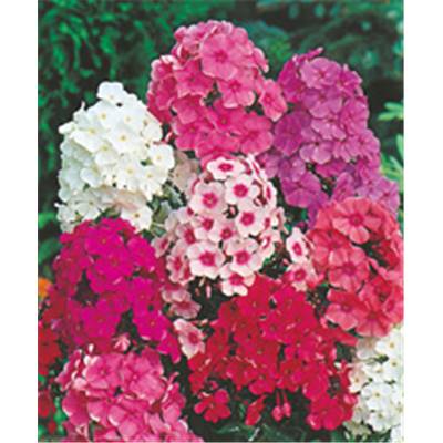 PHLOX DE DRUMMOND - 1 G