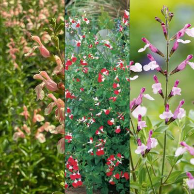 OFFRE SPECIALE SAUGES - 6 GODETS PLANTE VIVACE