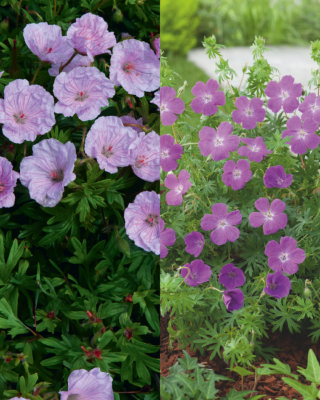 OFFRE GERANIUMS VIVACES - 6 GODETS