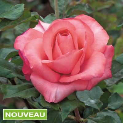 ROSIER BUISSON ARTHUR RIMBAUD