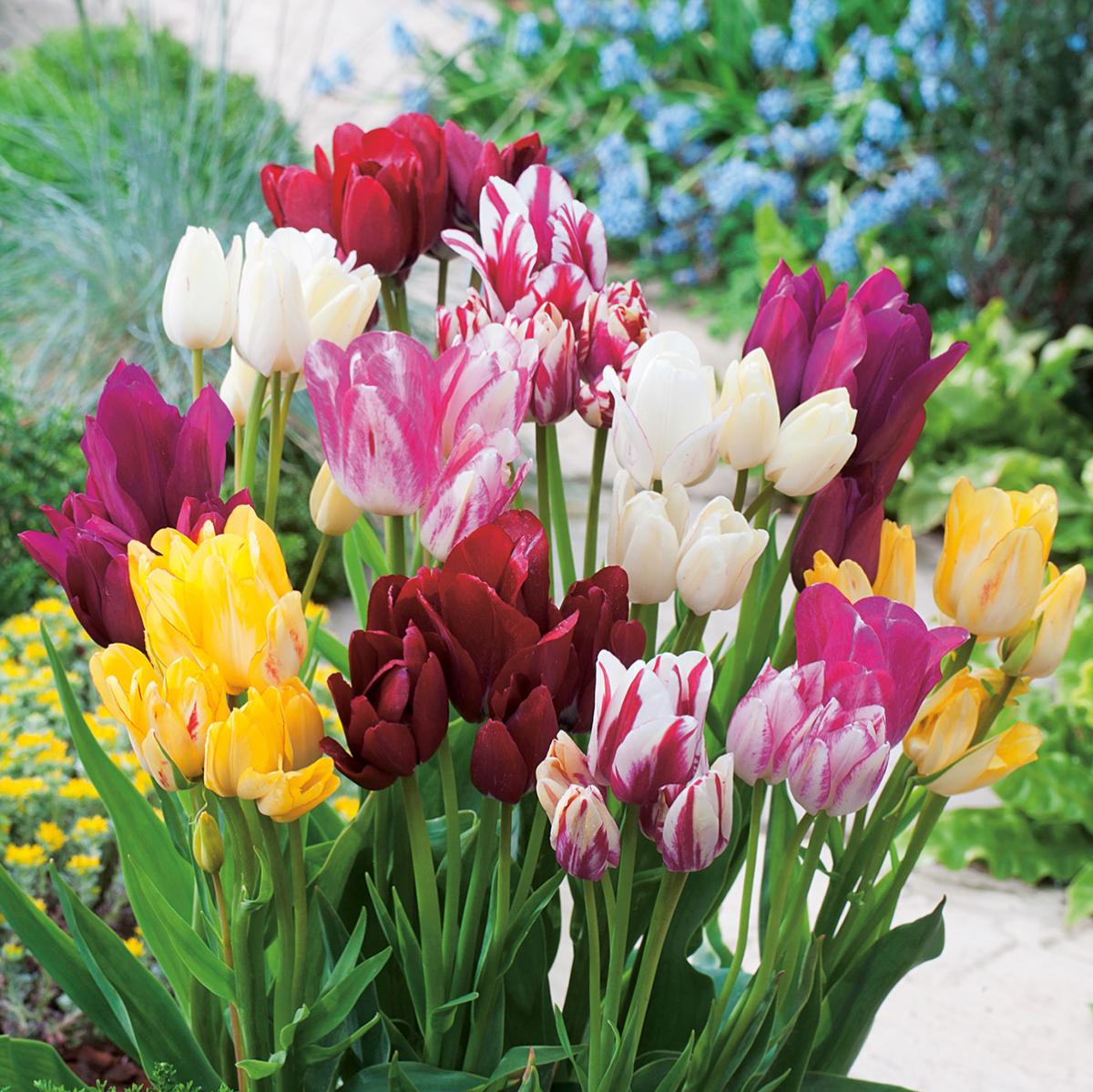 Bulbes De Tulipes-Tulipe Bulbes,Ampoule Tulipe,Plante Forte,Jardin De  Tulipes MéLange De Fleurs,Tulipe Rare,PlanteDéCorative à Fleurs,Cadeau  Surprise-15Bulbes,a : : Jardin