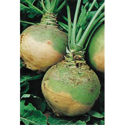 CHOU NAVET RUTABAGA JAUNE COLLET VERT - 25 G