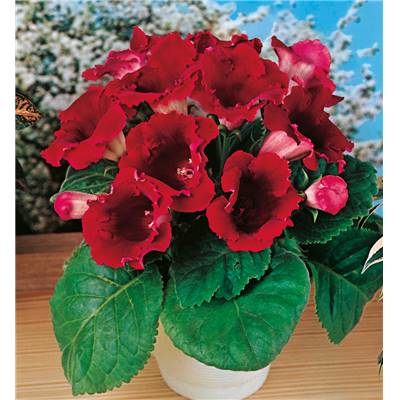 GLOXINIA ROUGE