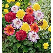 MELANGE 5 DAHLIAS FLEURS D ANEMONES