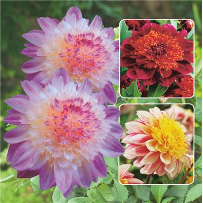 LOT DE 6 DAHLIAS ANEMONES