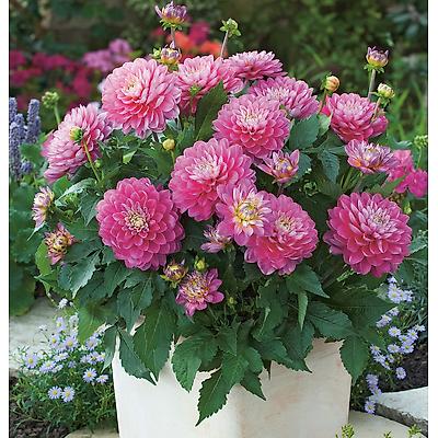 DAHLIA MELODY ALLEGRO - 2 BULBES