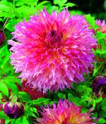 DAHLIA D�CORATIF PINELAND PRINCESS