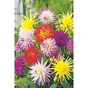 MELANGE 5 DAHLIAS