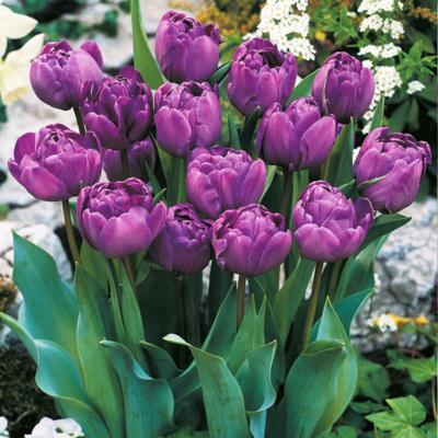 TULIPE BLUE DIAMOND - 5 BULBES