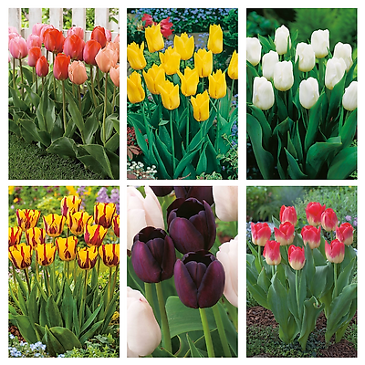 COLLECTION 65 TULIPES