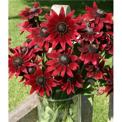 RUDBECKIA CHERRY BRANDY