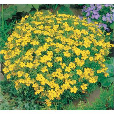 TAGETES SIGNATA PUMILA - 0.5 G