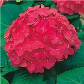 HORTENSIA ROUGE - LE GODET