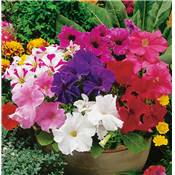 COLLECTION PETUNIAS - 4 VARITS