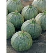 COURGETTE DE NICE A FRUITS RONDS - 5 G