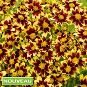 COREOPSIS COSMIC EYE