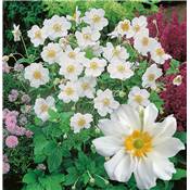 ANEMONE JAPONICA HONORINE JOBERT - 3 GODETS