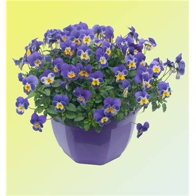 VIOLA SORBET BLEU COBALT/JAUNE - LOT DE 3 GODETS