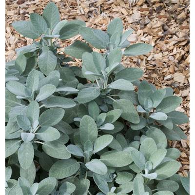 SAUGE OFFICINALE - LOT DE 2 PLANTES