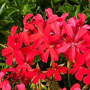 GERANIUM BRILLANT ROUGE - 3 GODETS 
