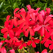 GERANIUM CASCADE LIERRE - ROUGE 3 GODETS 