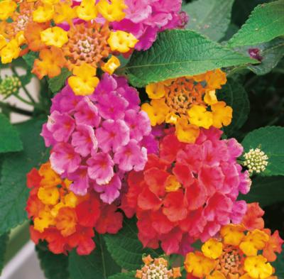 LANTANAS EN MELANGE - 3 PLANTES EN POT