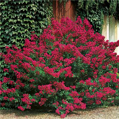 LAGERSTROEMIA A FLEURS ROUGES - Lilas des Indes - Lilas d'été LE GODET
