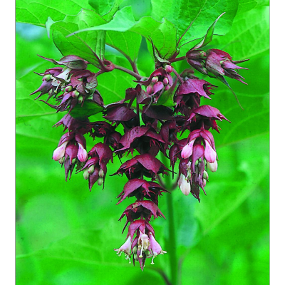 LEYCESTERIA FORMOSA