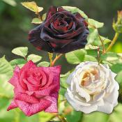 OFFRE SPECIALE ROSIERS  - 3 ROSIERS