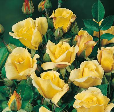 ROSIER GOLDEN DELIGHT - LE ROSIER