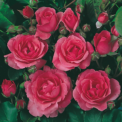 ROSIER POLYANTHA TOM TOM® - LE ROSIER