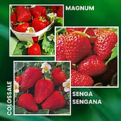 OFFRE SPECIALE FRAISIERS - 60 FRAISIERS