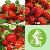 OFFRE SPECIALE FRAISIERS DEGUSTATION - 60 PLANTS