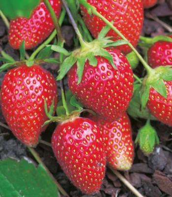 RUBIS DES JARDINS : LA BOTTE DE 20 PLANTS