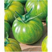 TOMATE VERTE GREEN ZEBRA - 25 SEMENCES