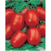 TOMATE ROMA VF - 1 G