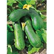 COURGETTE LONGUE DE NICE BIO - 3 G