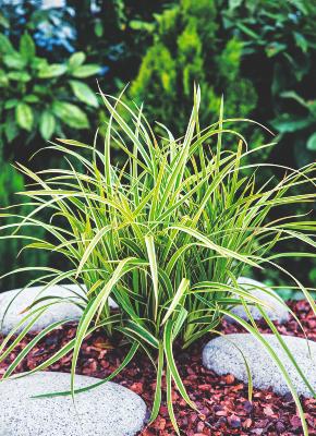 CAREX MORROWII ICE DANCE