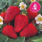 FRAISIER COLOSSALE - 20 PLANTS