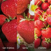 OFFRE FRAISIERS GROS FRUITS - 60 FRAISIERS- 6 mois de rcolte.