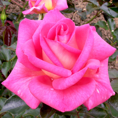 PARFUM ROYAL