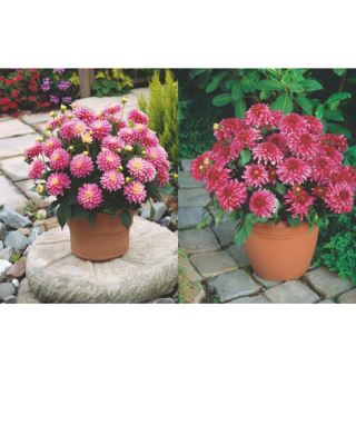 OFFRE DAHLIAS - 4 BULBES