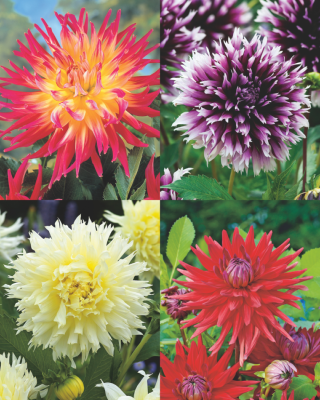 OFFRE SPECIALE DAHLIAS CACTUS - 4 BULBES