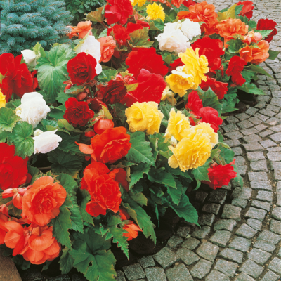 BEGONIAS DOUBLES - FILET DE 15 BULBES