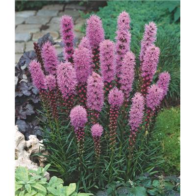 LIATRIS SPICATA PLUME DU KANSAS - 10 BULBES