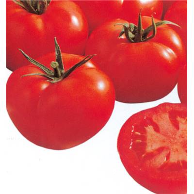 TOMATE FOURNAISE F1