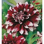 DAHLIA DECO CONTRASTE