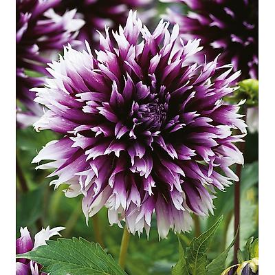 DAHLIA CACTUS CLAIR OBSCUR