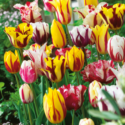 TULIPES FLAMMEES (REMBRANDT) EN MELANGE - 10 BULBES