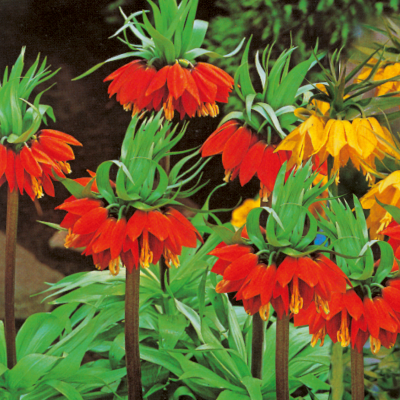 OFFRE FABRE : LOT DE 2 BULBES FRITILLAIRES 1 ROUGE + 1 JAUNE 